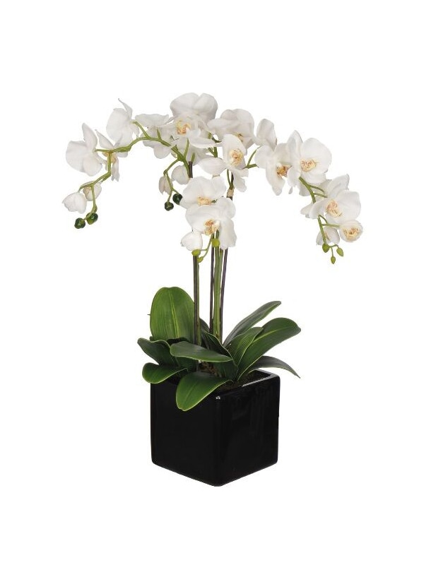 Phaleonopsis Orchid